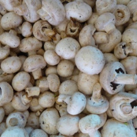 Fresh and Dried Mushroom