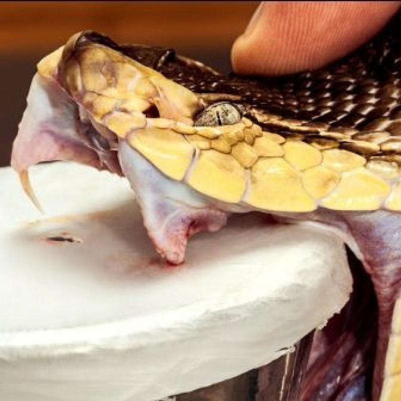 Cobra poison