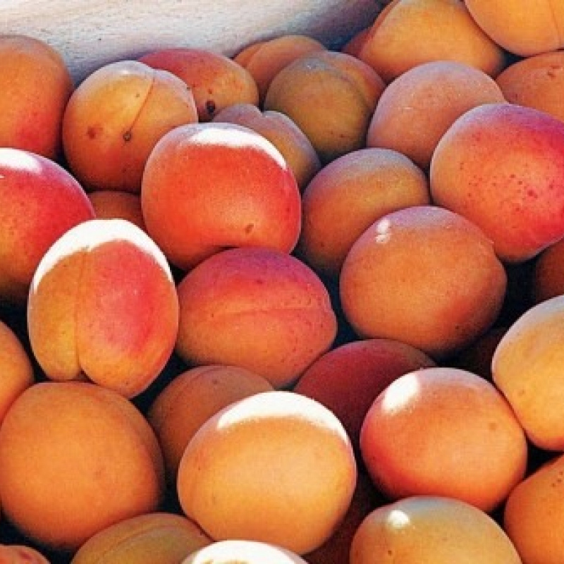 Apricots