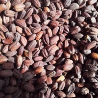 ojoba Seed