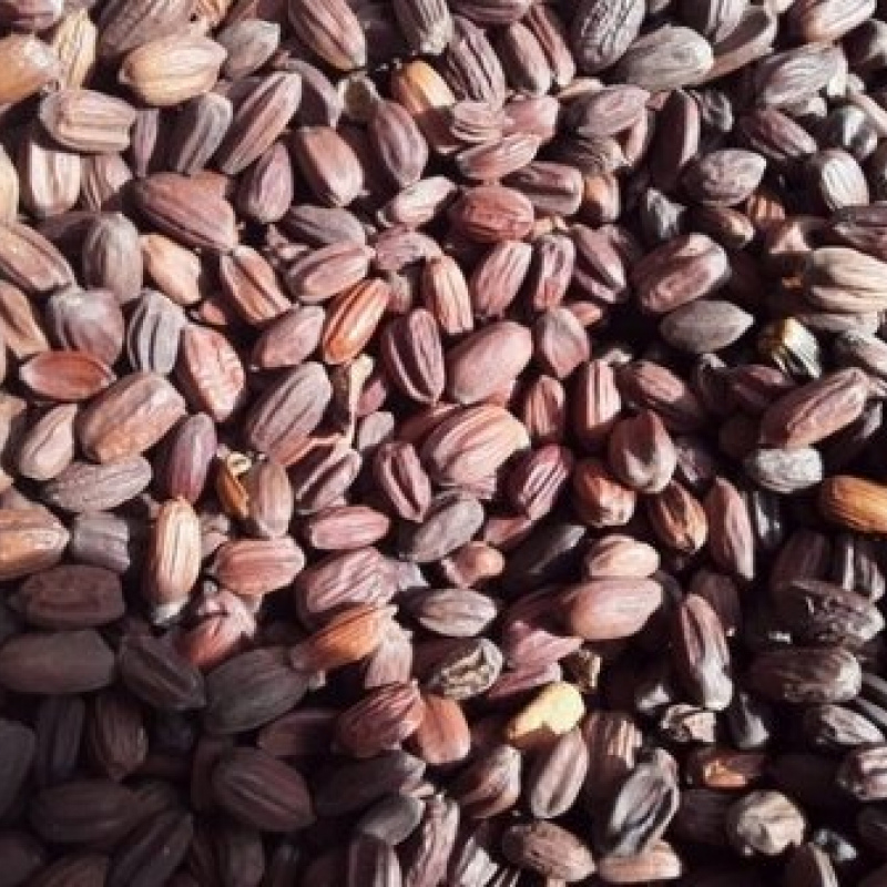 ojoba Seed