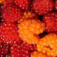 Salmonberries fruit
