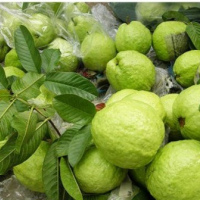Fresh Guavas