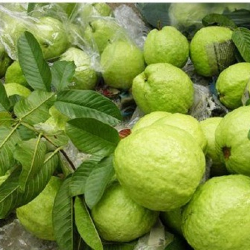 Fresh Guavas
