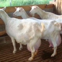 Saanen Goats