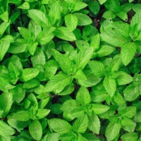 mentha spicata