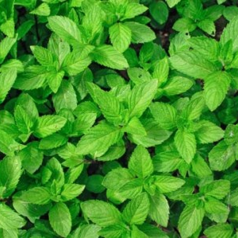 mentha spicata