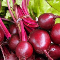 Table beets, Beetroots