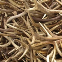 Red deer antlers