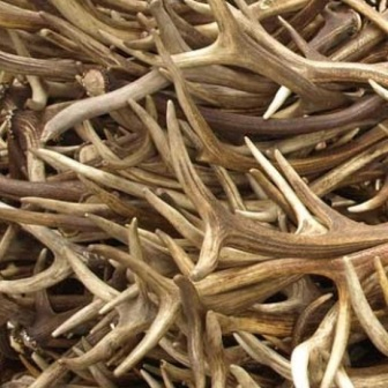 Red deer antlers
