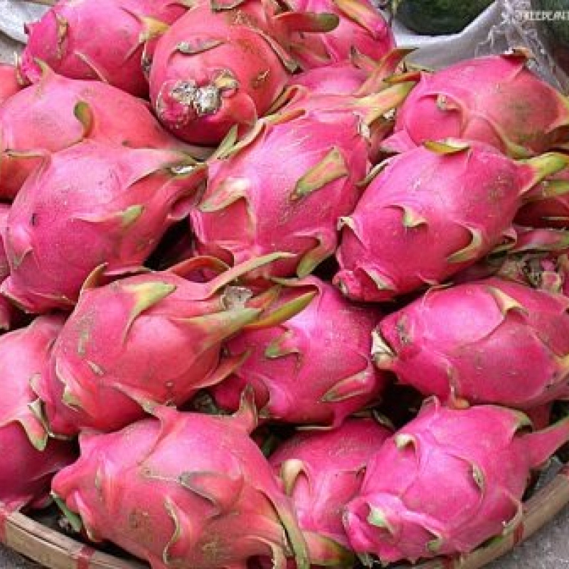 Dragon fruits