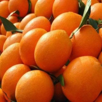 Valencia Orange