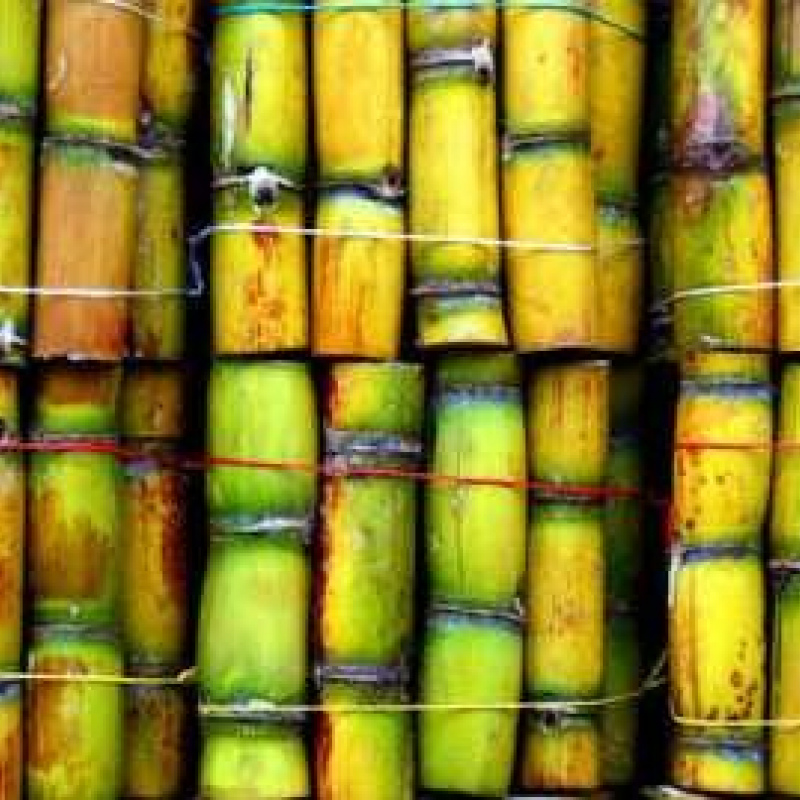 Sugar Cane