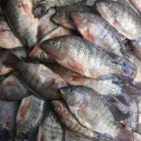 Sea Bass Fish
