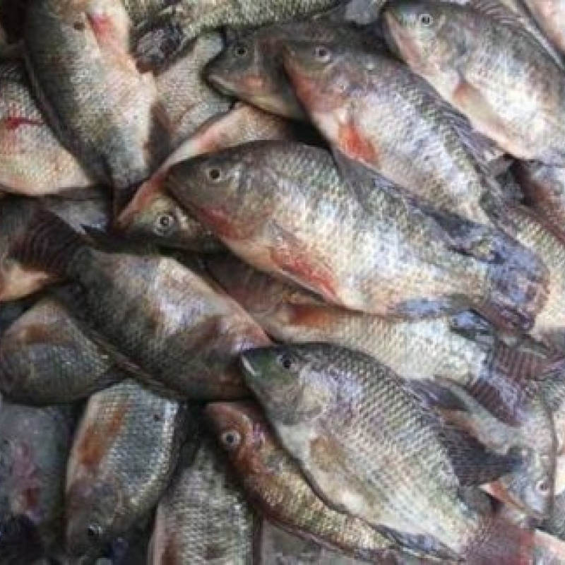 Sea Bass Fish
