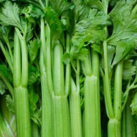 Fresh Celery