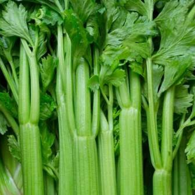 Fresh Celery