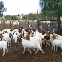 Boer Goats, Dorper sheep, Merino Sheep, Kalahari Red Goats