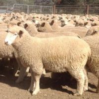 Merino Sheep