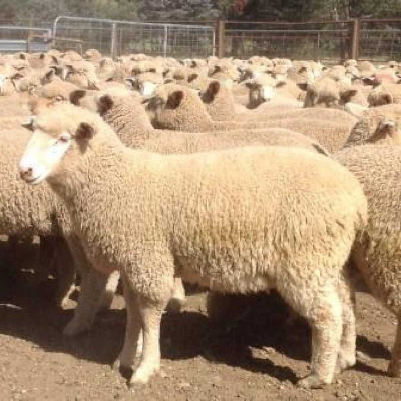 Merino Sheep