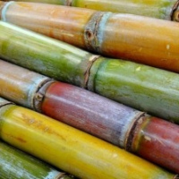 Sugar Cane