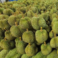 Fresh durian fruit