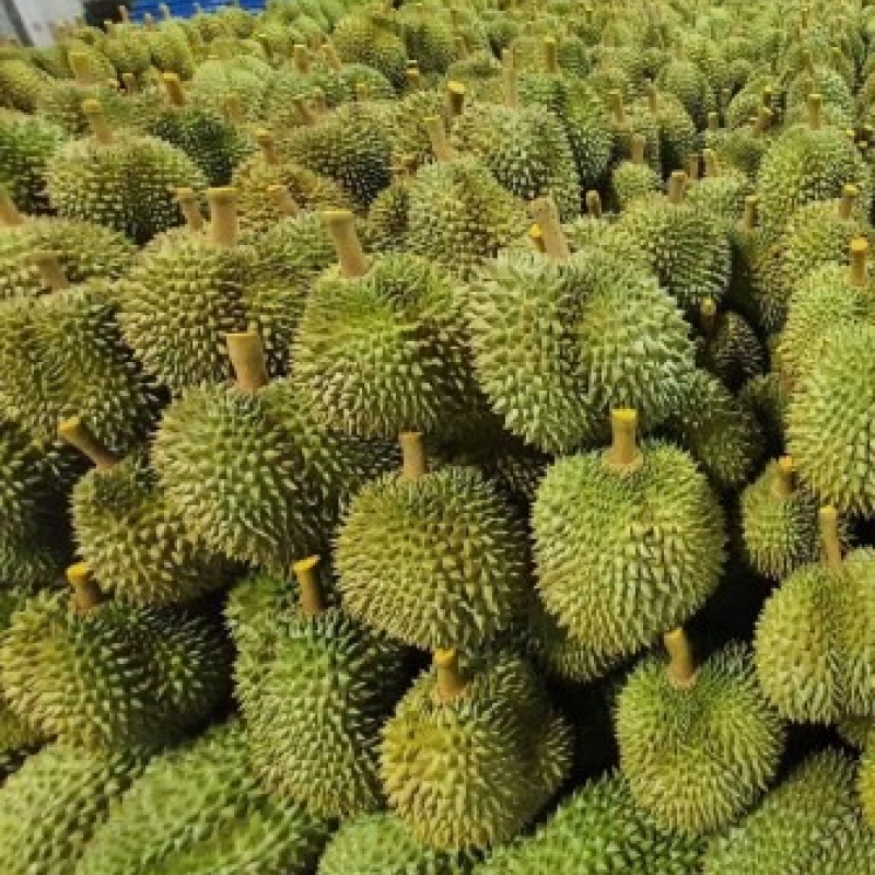 Fresh durian fruit