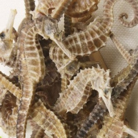 Sea horse