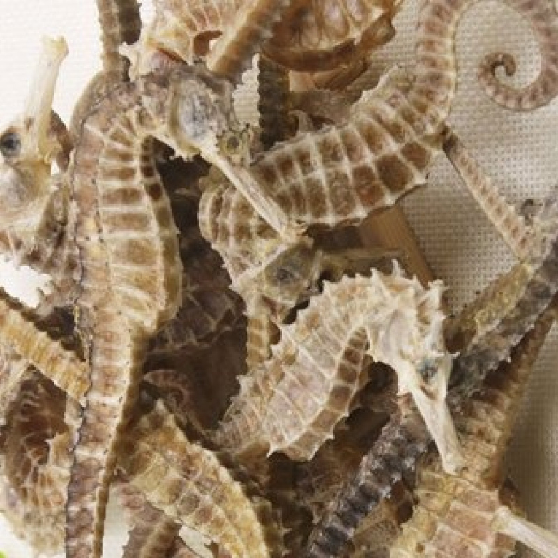 Sea horse