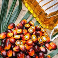 Palm Oil, Palm Olein