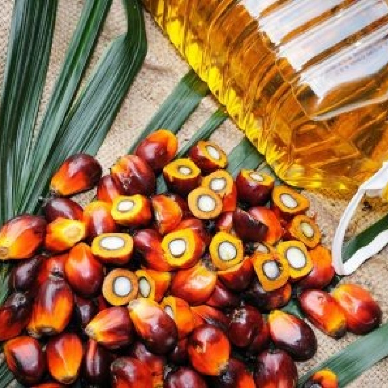 Palm Oil, Palm Olein