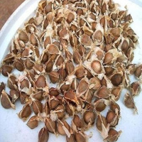 Moringa Seeds
