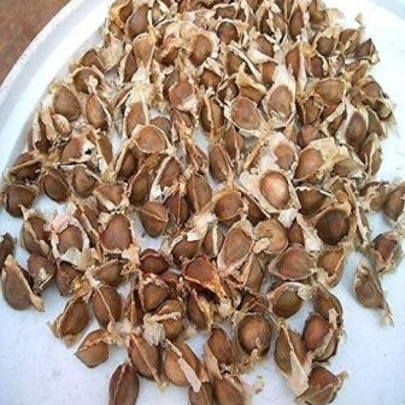 Moringa Seeds
