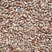 Pinto Beans Organics