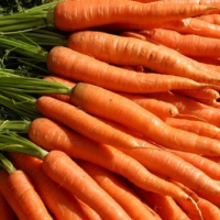 Fresh carrots