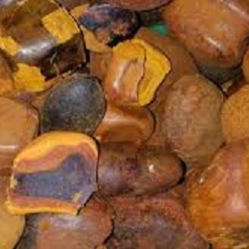 Ox Gallstone