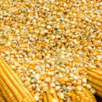 Yellow Maize