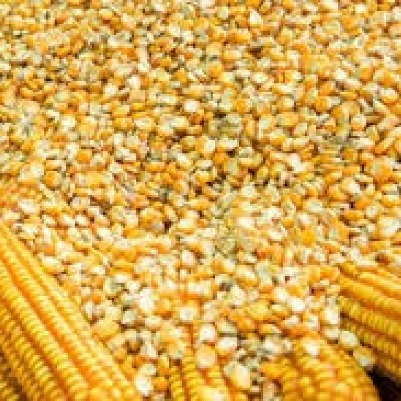 Yellow Maize