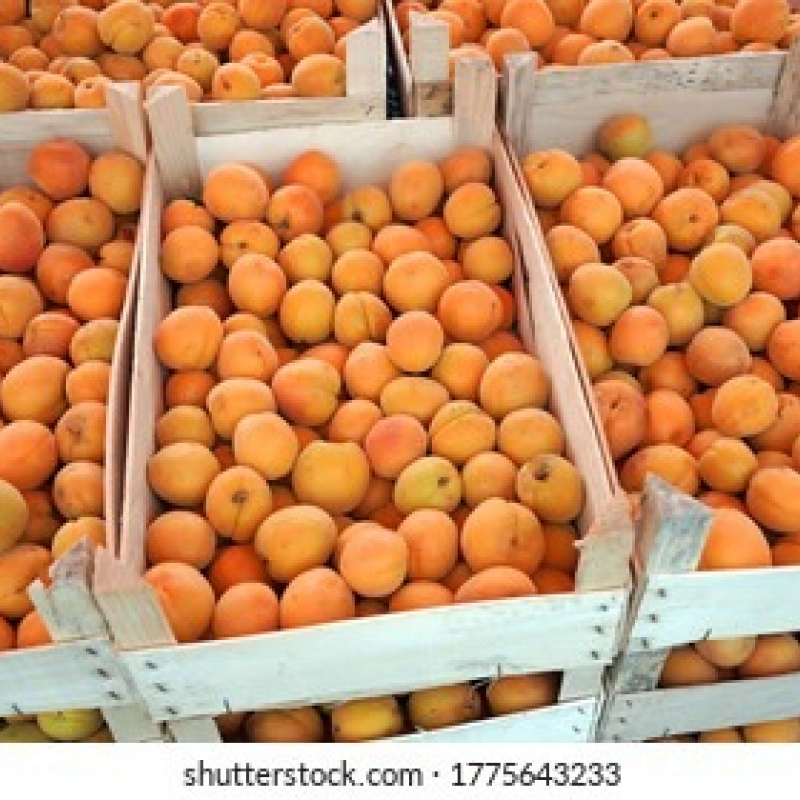 Apricots