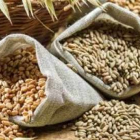 Barley