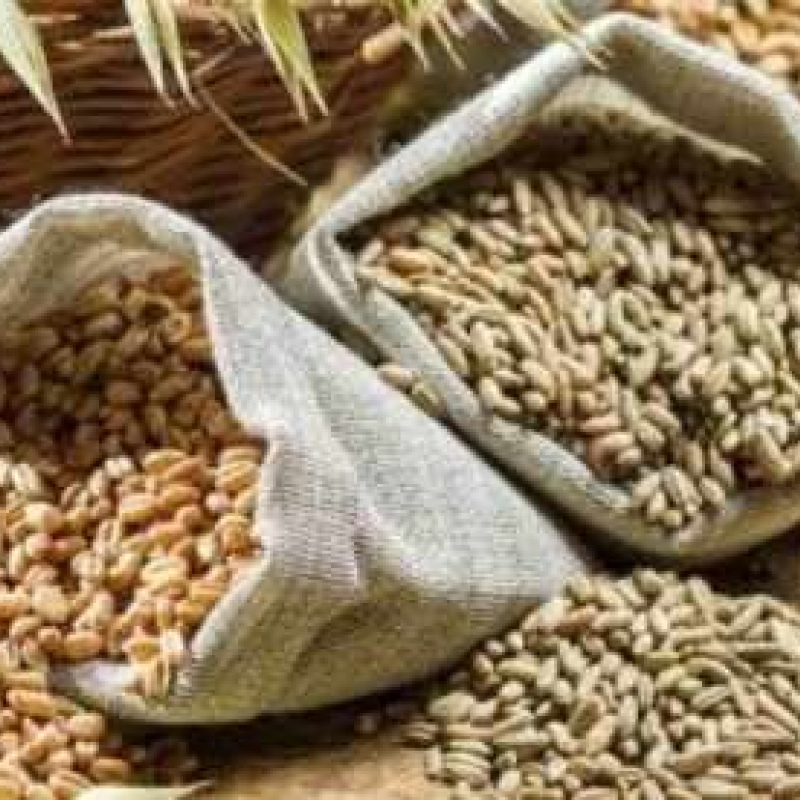 Barley